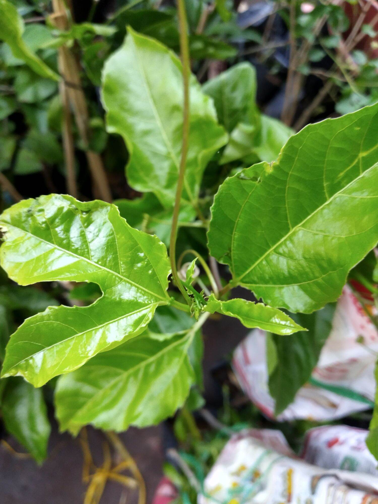 Cây giống Chanh leo vàng ngọt
