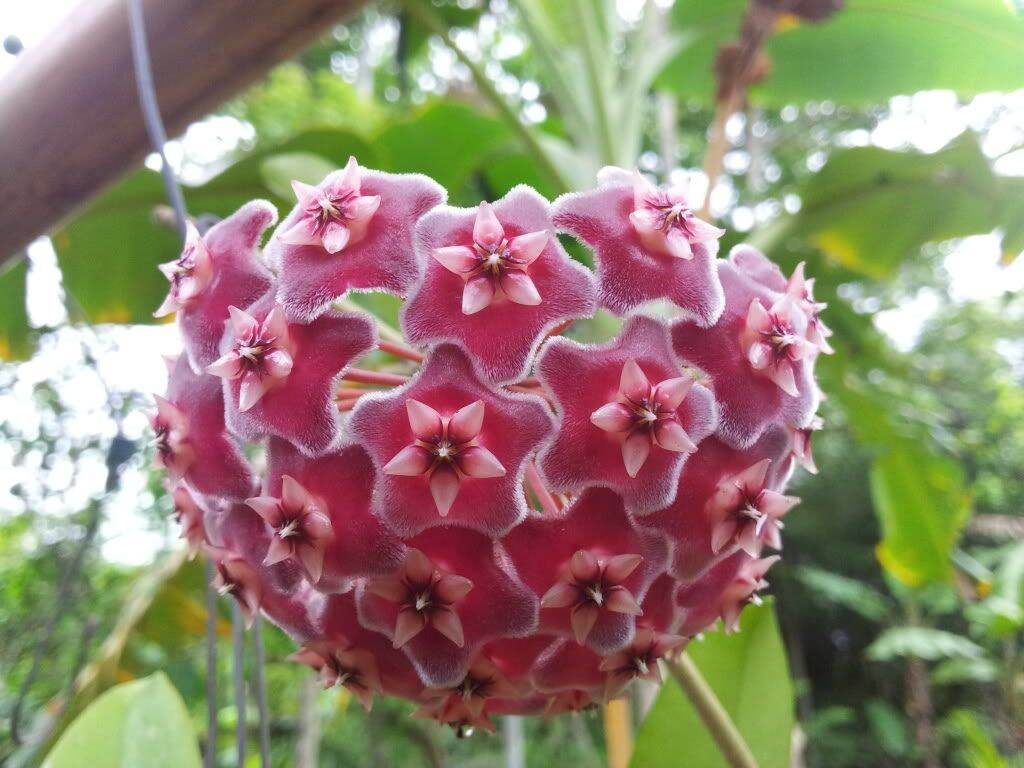 Hoa lan cẩm cù đỏ cây giống dễ trồng