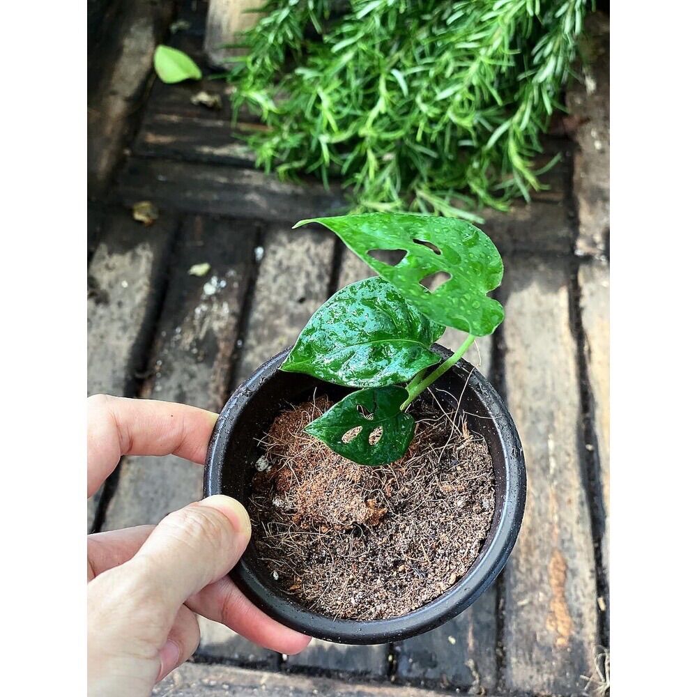 Cây giống Monstera adansonii Five Holes (Trầu Bà Lỗ, Quái Vật Lỗ)