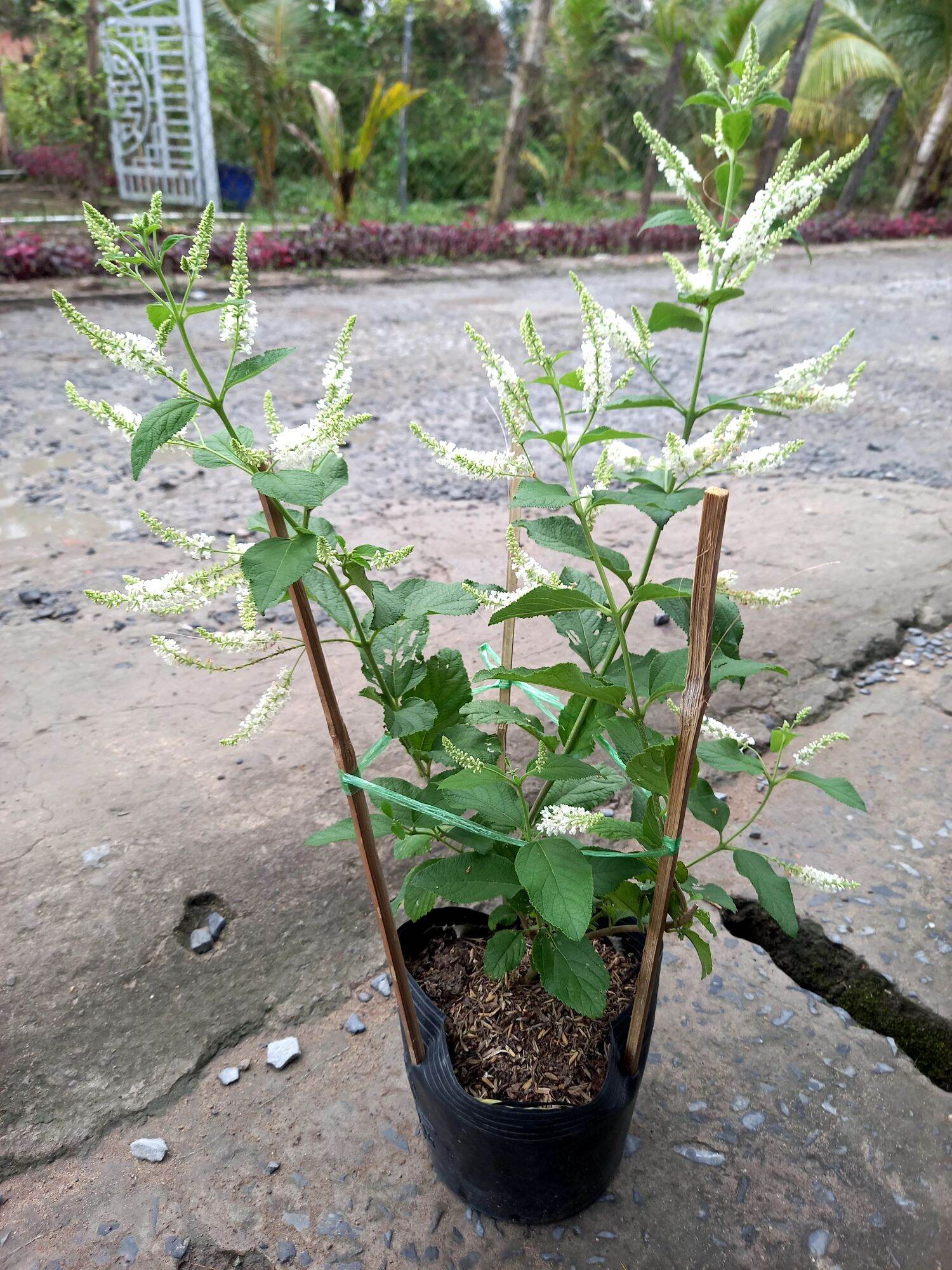 cây bạch trầm hương hoa thơm.