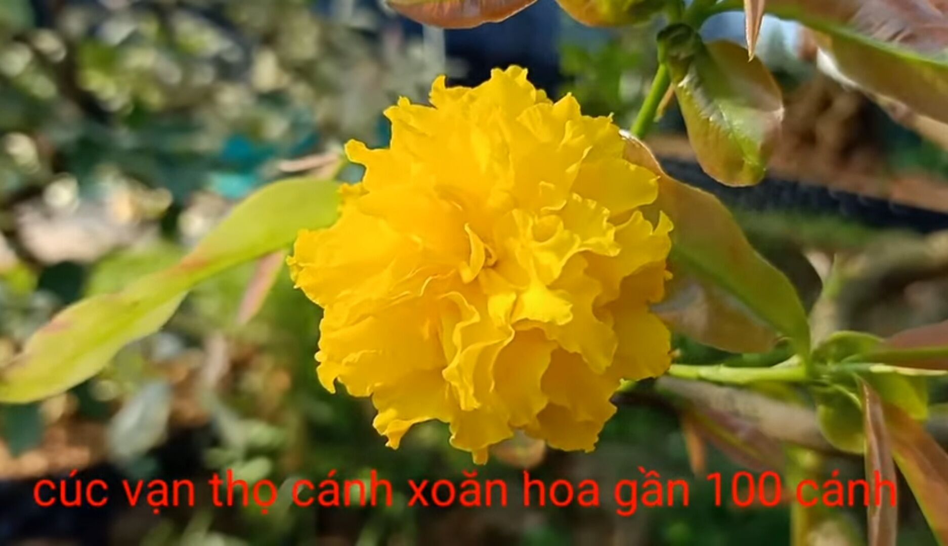 Mai cúc vạn thọ cánh xoăn