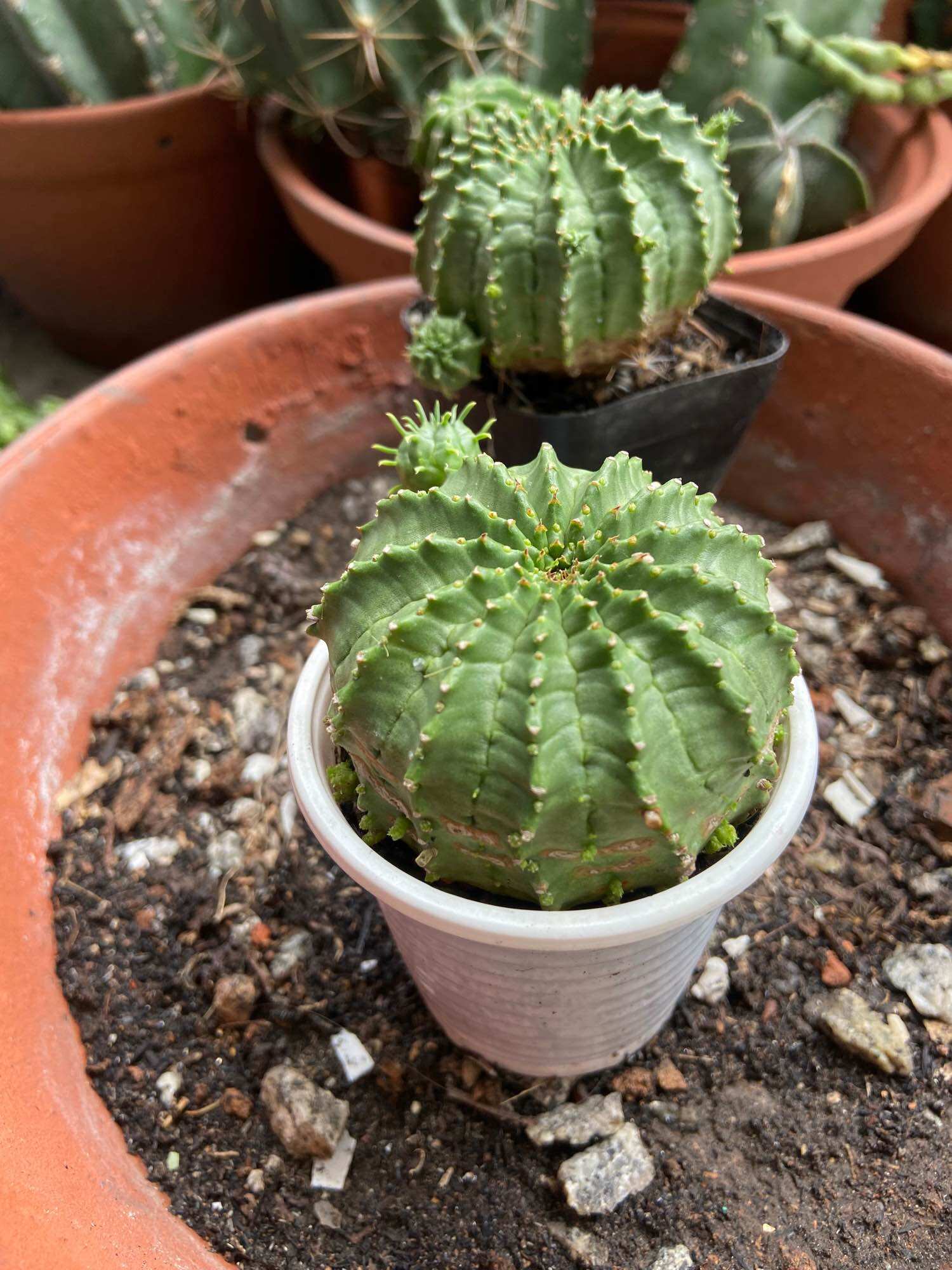 [HCM]Xương Rồng Euphor tròn (5-6cm)