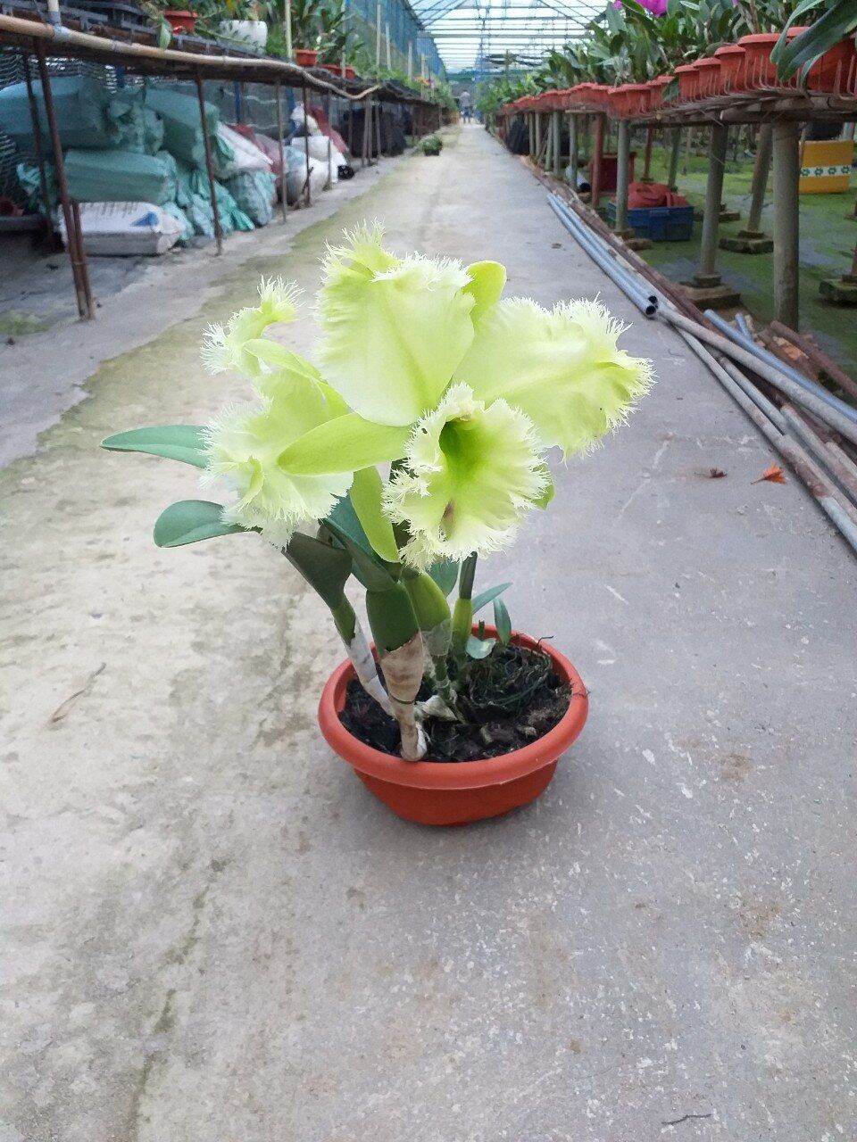Hoa lan cattleya lông heo. chậu trưởng thành chưa nụ 150k