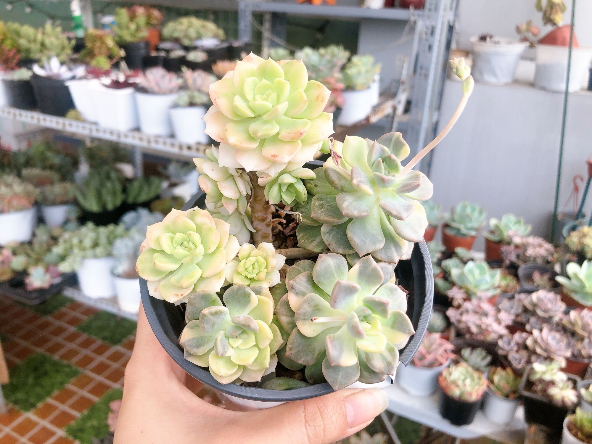 Sen đá diệp hà var
