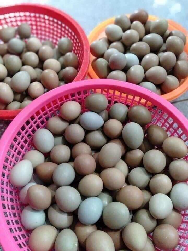 Trứng chim trĩ ấp nở 10 trứng