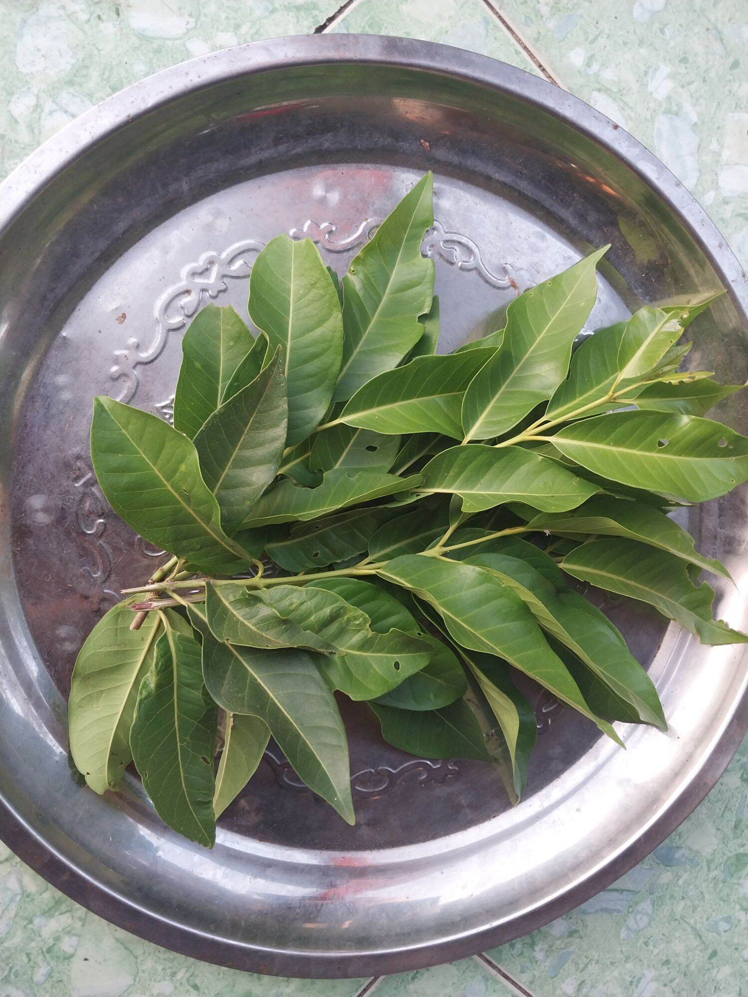 Lá vối tươi ( 1kg )
