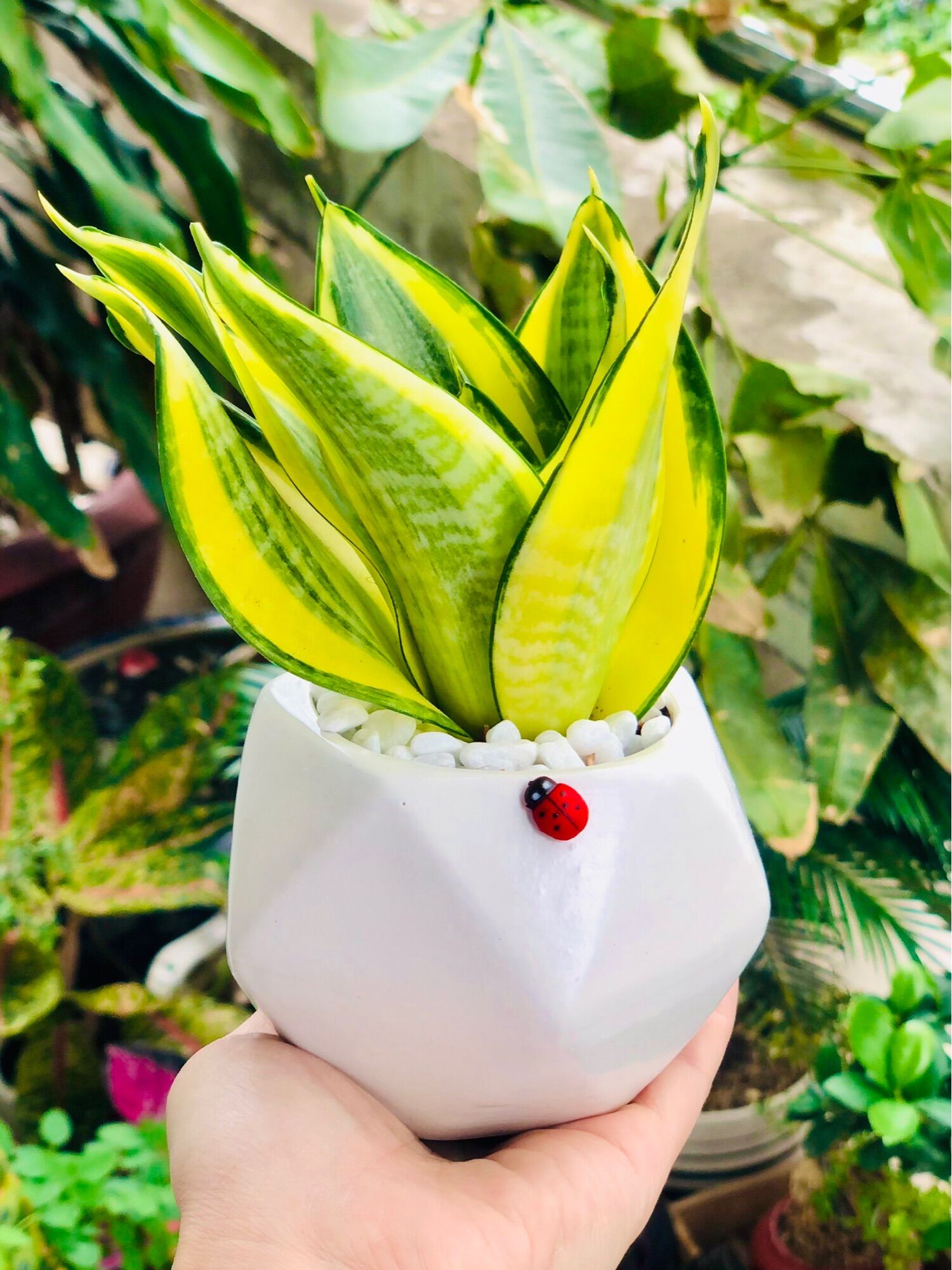 Chậu lưỡi hổ thái, bao gồm chậu