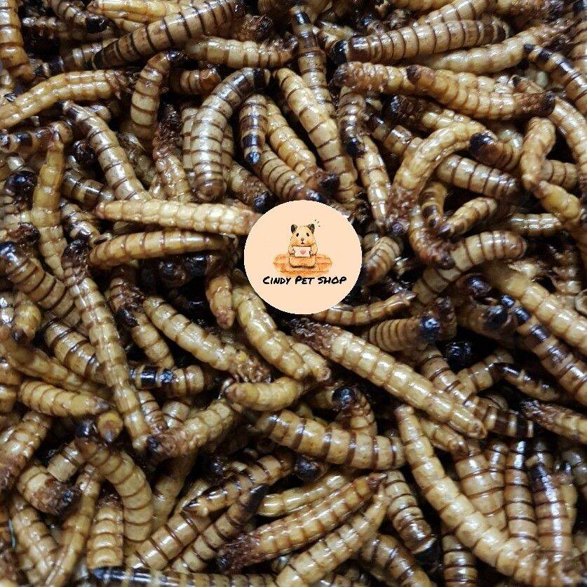 Sâu khô superworm big size cho Hamster, Nhím kiểng