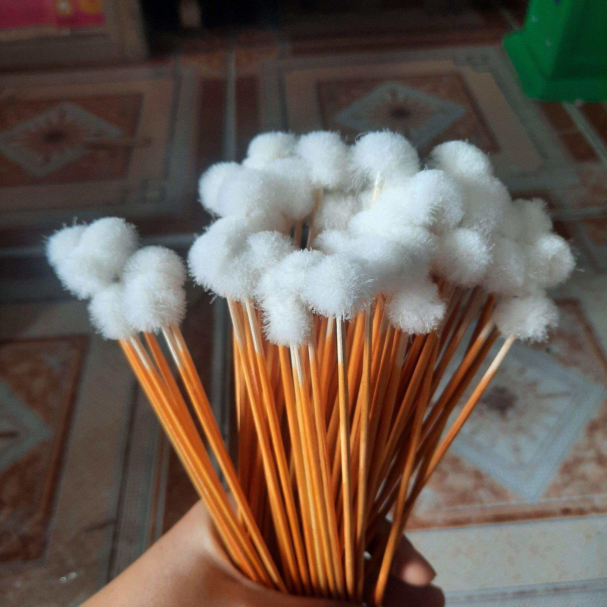 cây ráy tai bông mịn