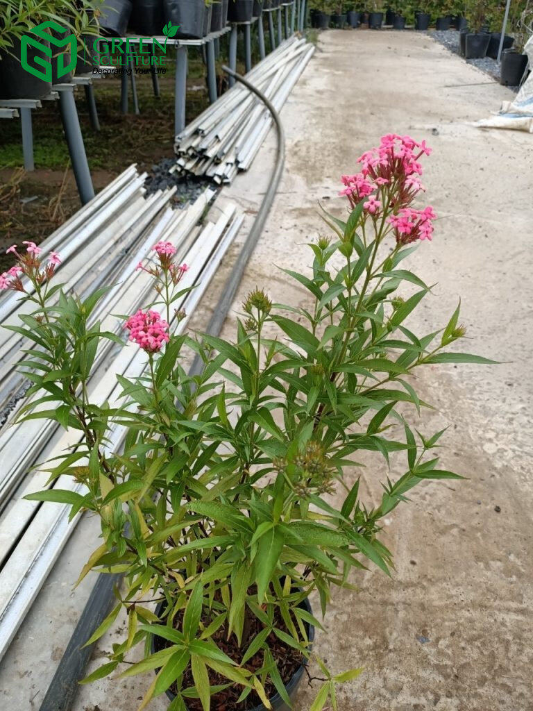 Chậu Cây Liễu Hồng cao 50-70cm