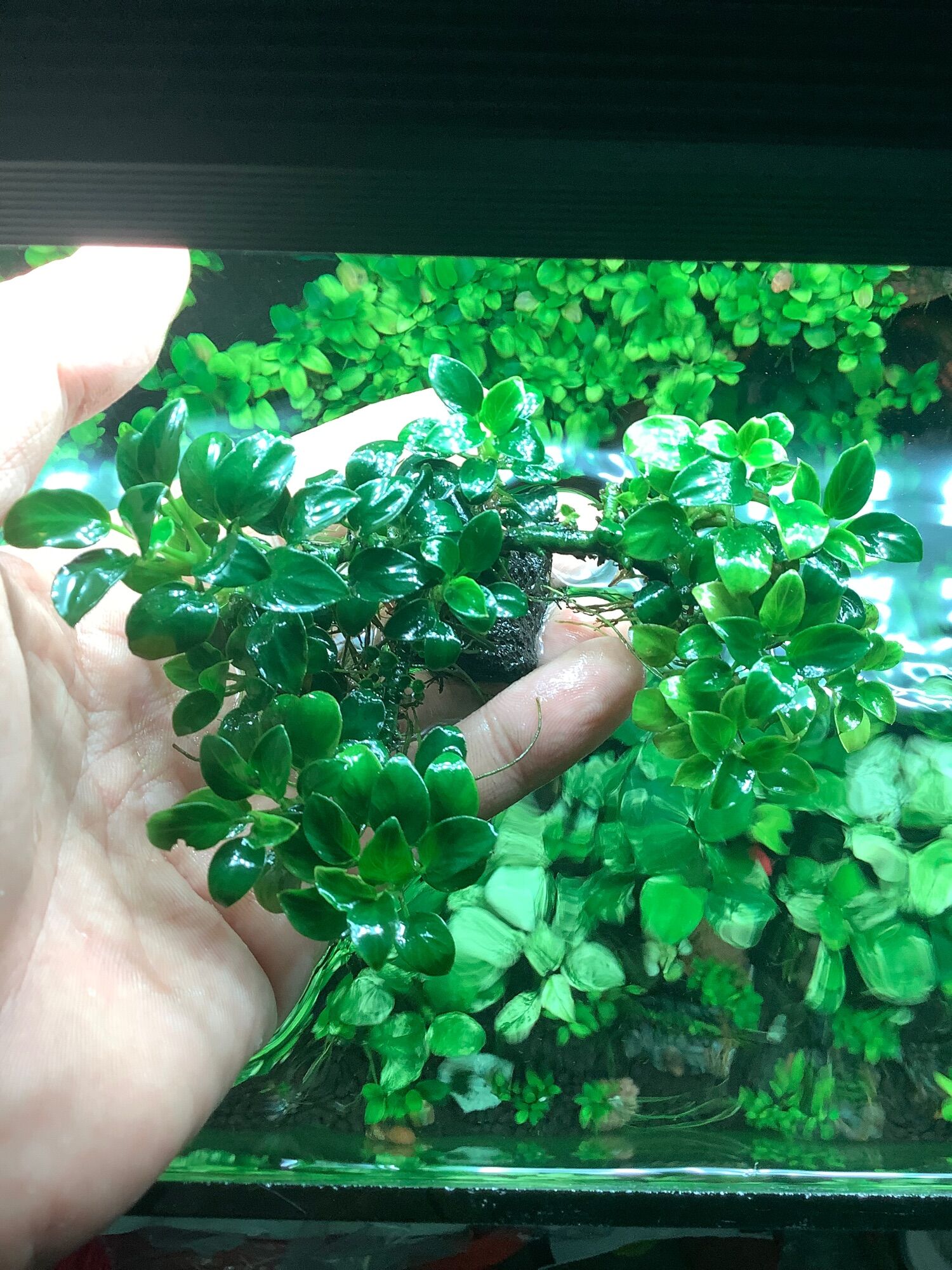 Ráy nana petite thái (nguyên bụi liền thân 100% lá nước)