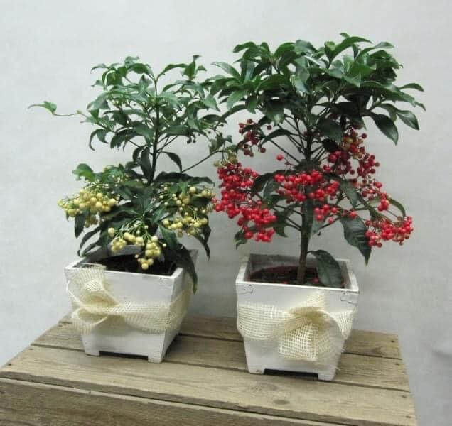Cây giống kim ngân lượng(có 3 màu)