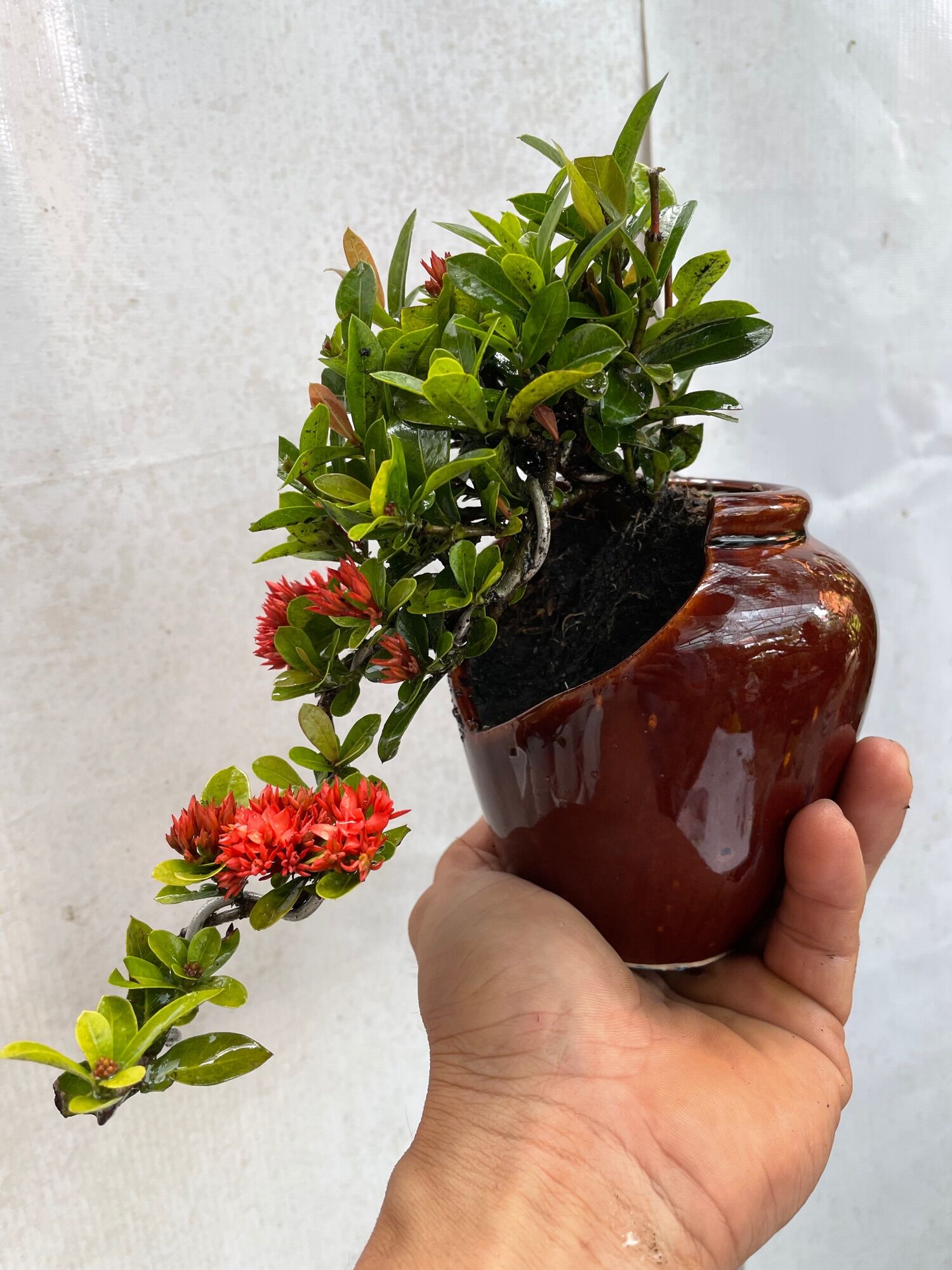 Cây Trang sen bonsai mini chậu lu