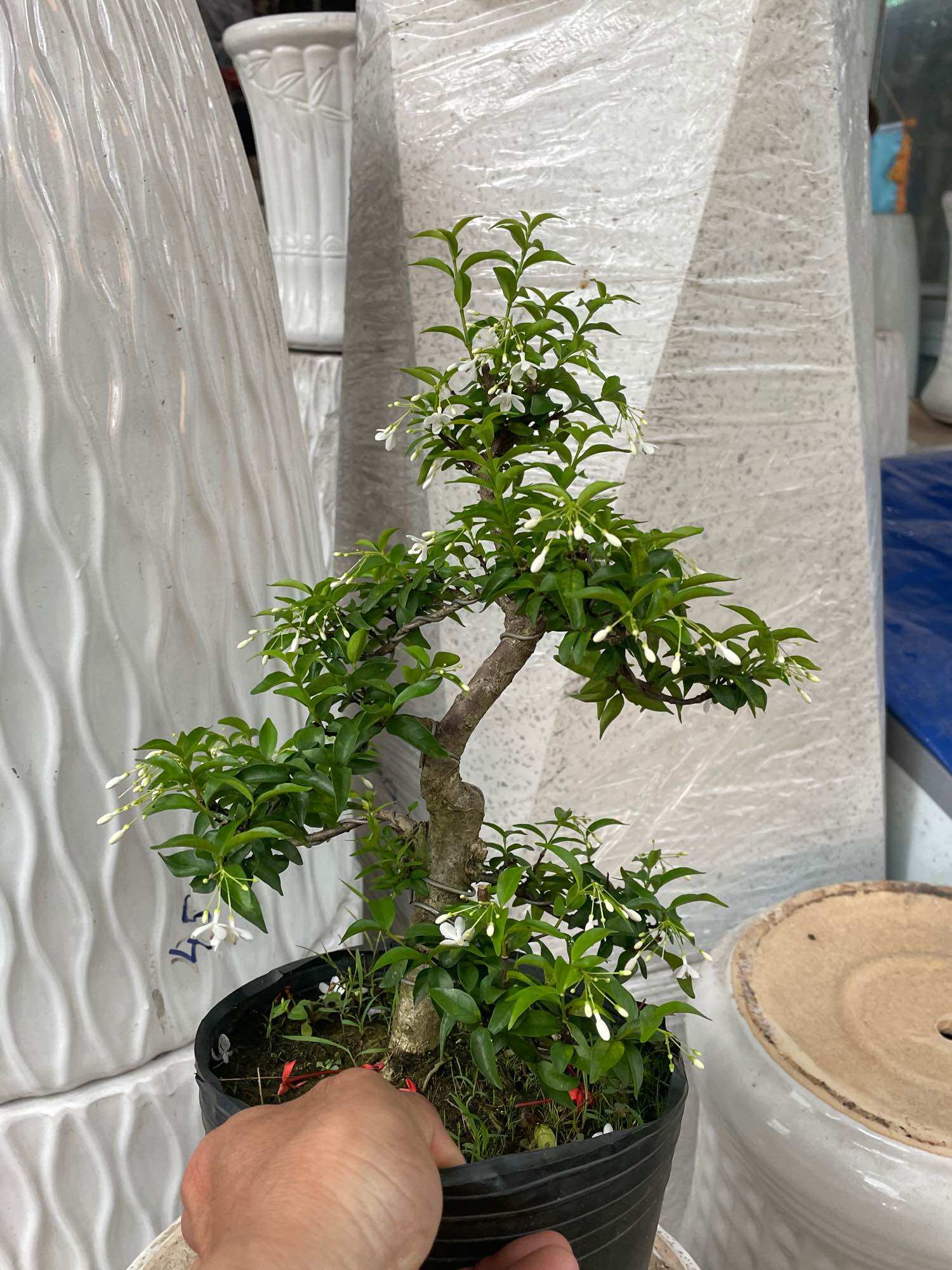 Mai chiếu thuỷ bonsai mini