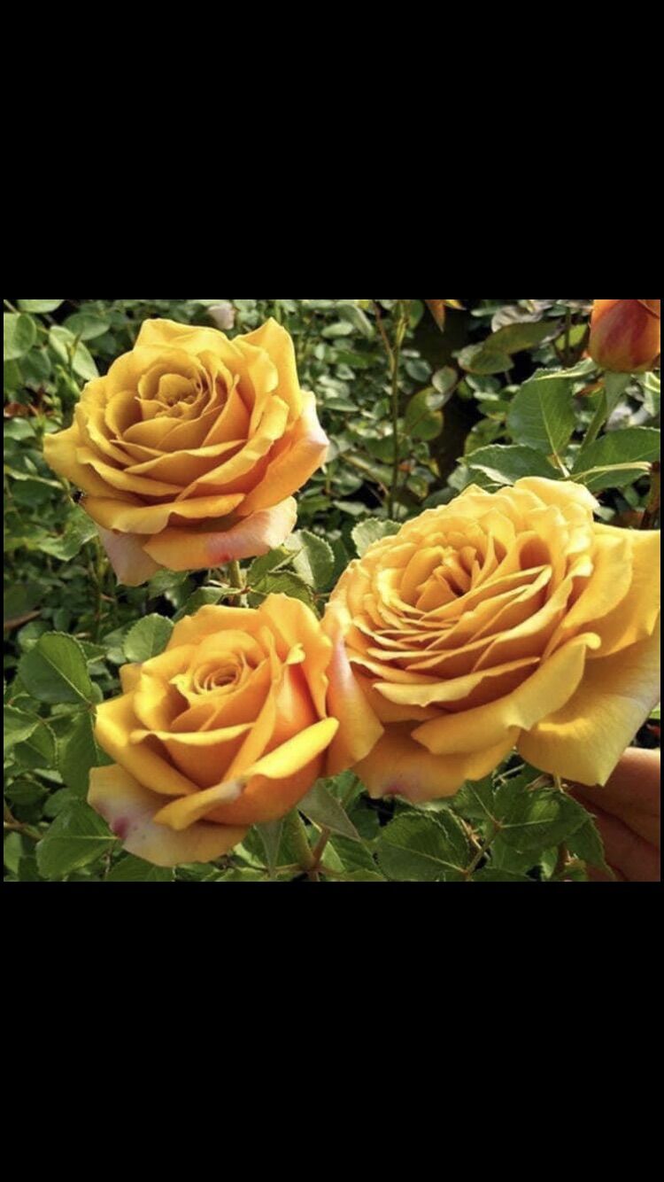 Hoa hồng ngoại nb pine dream rose size trung