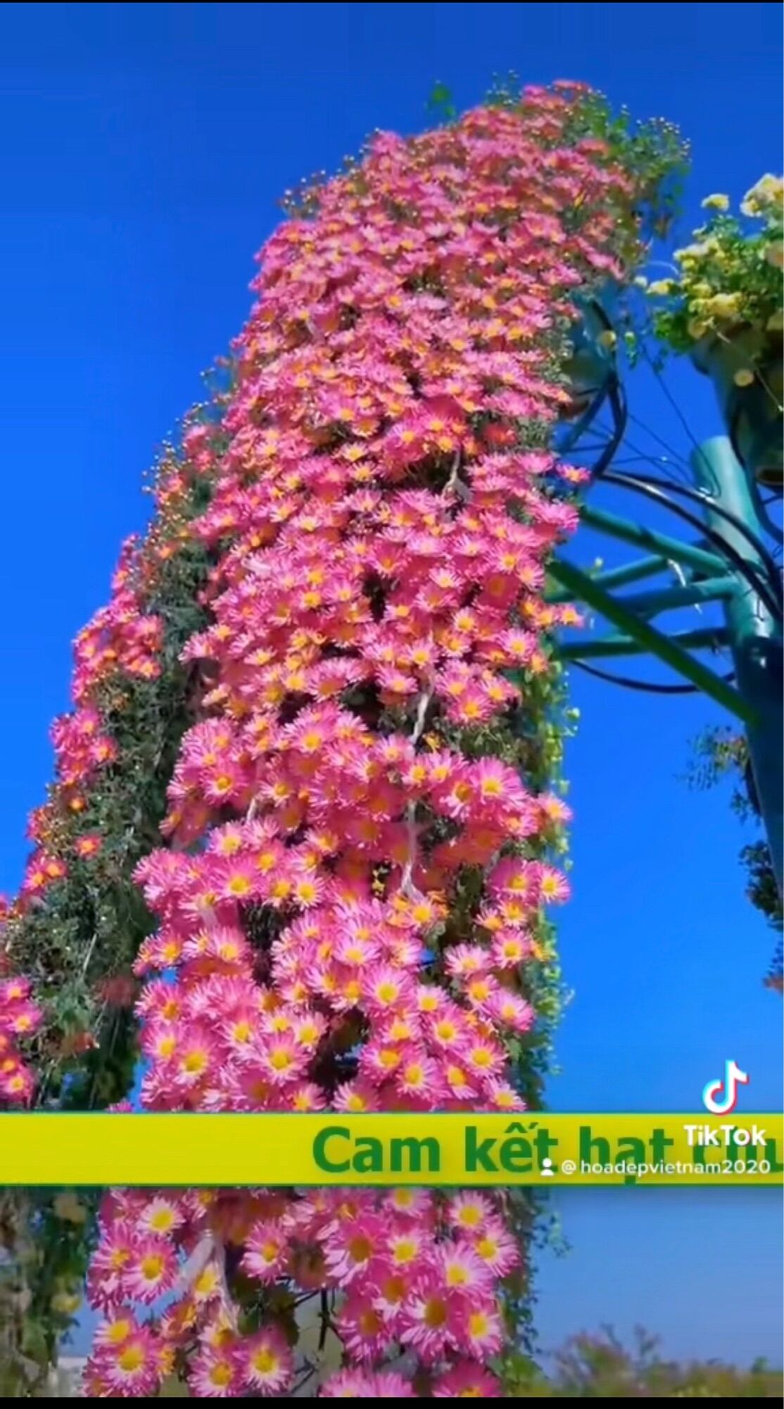Hạt giống hoa cúc leo giàn