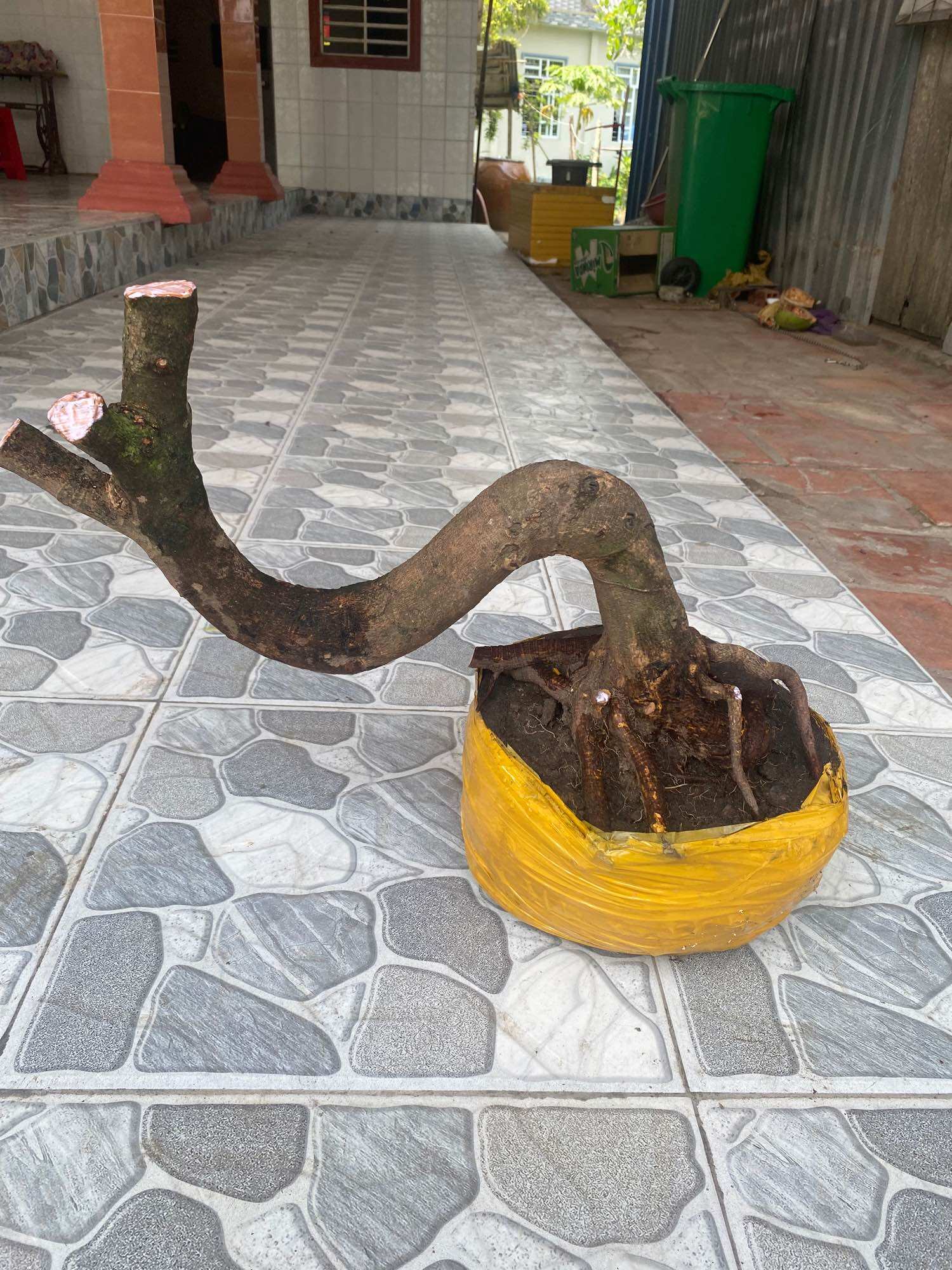 Phôi mai vàng dáng long