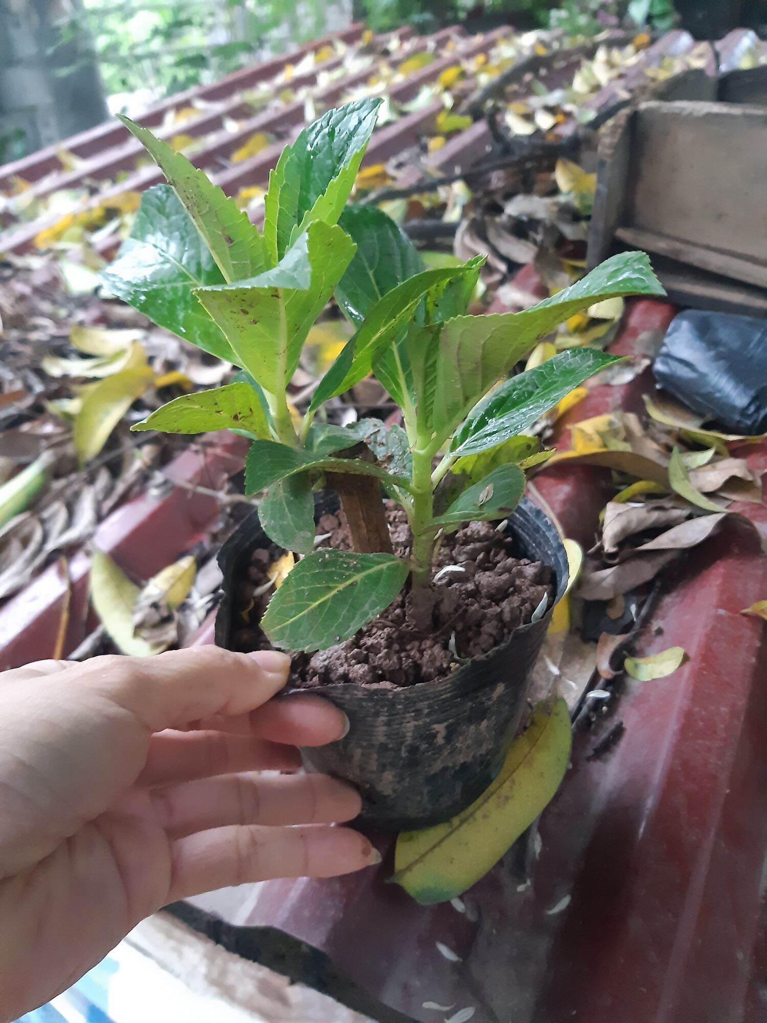 cây giống cẩm tú cầu