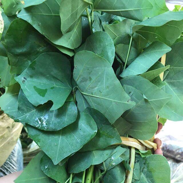 lá vông tươi 1 kg