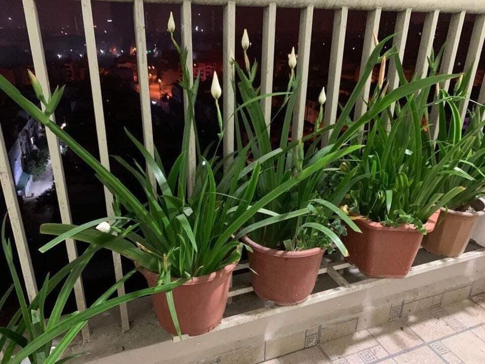 Cây giống hoa diên vỹ(2 cây)