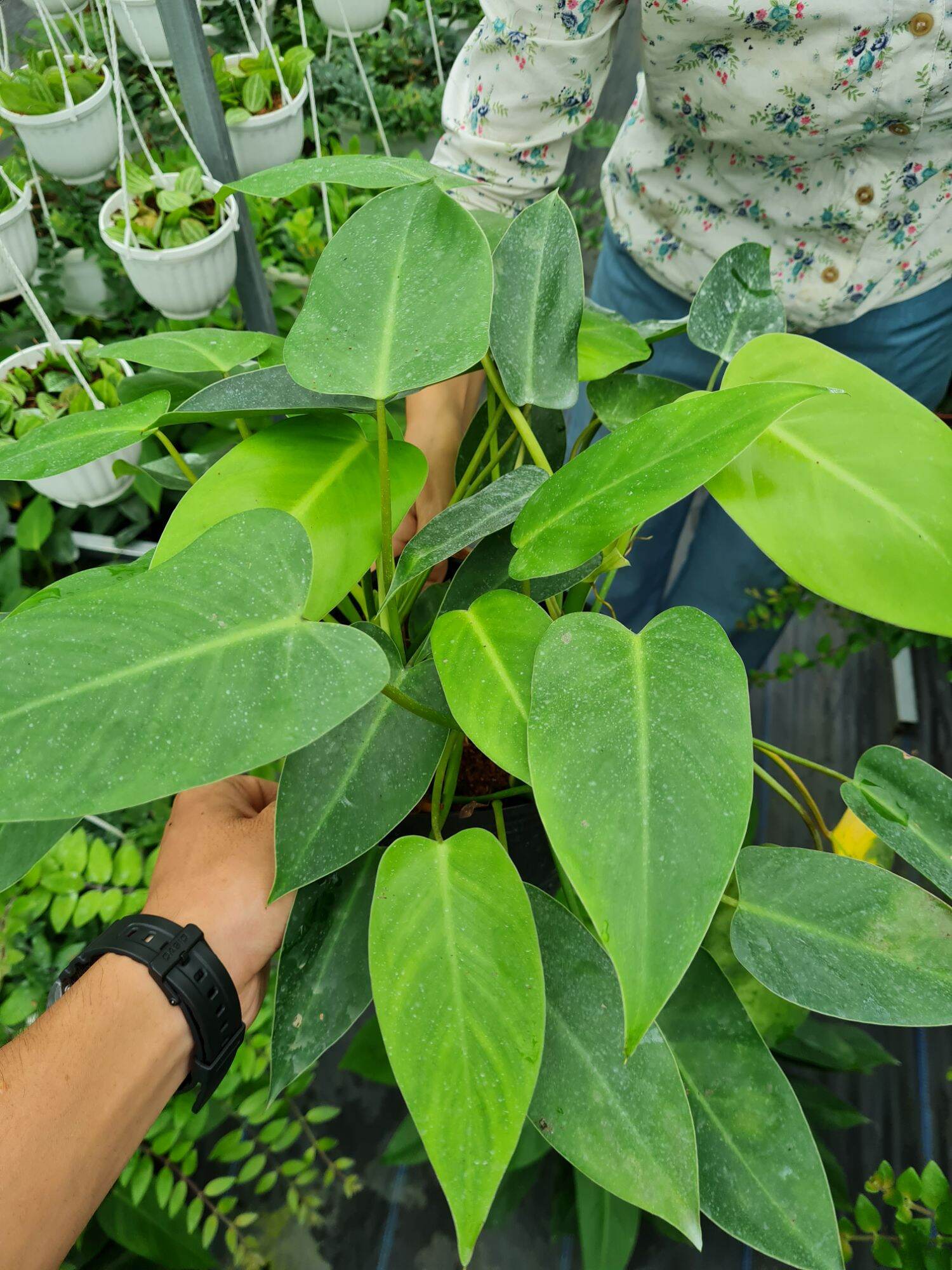 Cây trầu bà tỷ phú