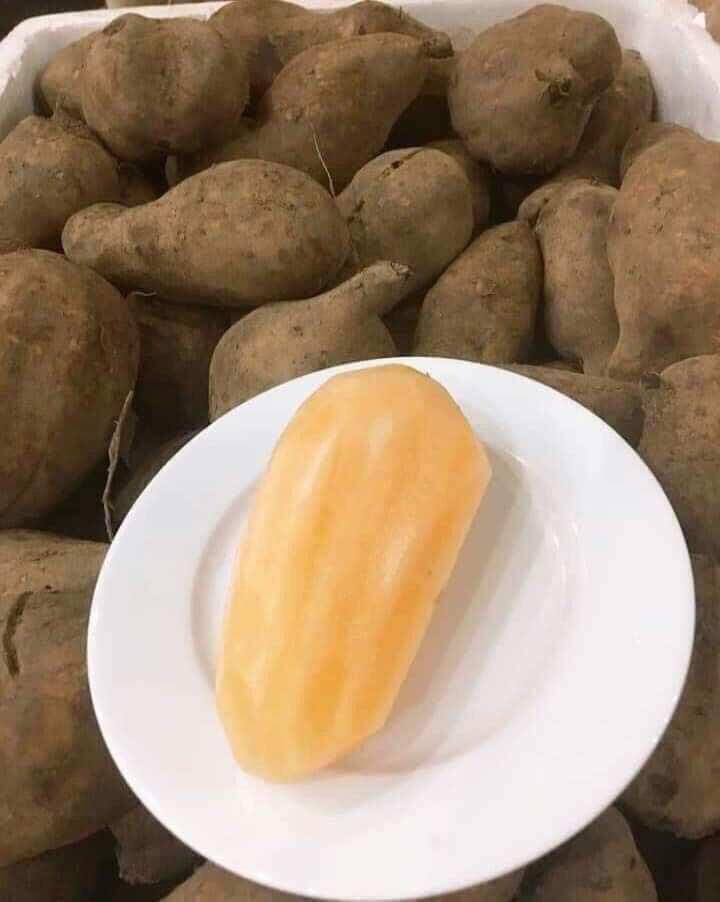 3kg khoai sâm đất Lào Cai ăn sống