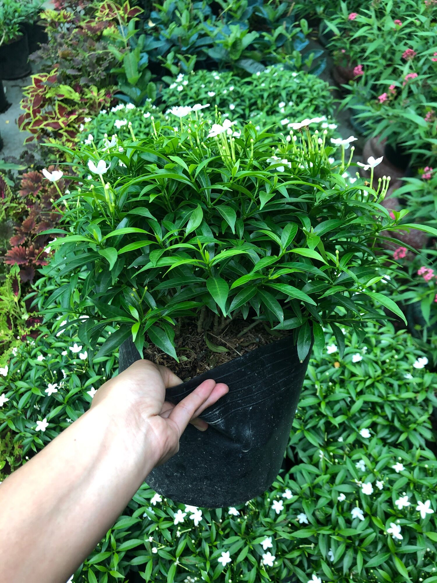 Chậu Cây mai vạn phúc