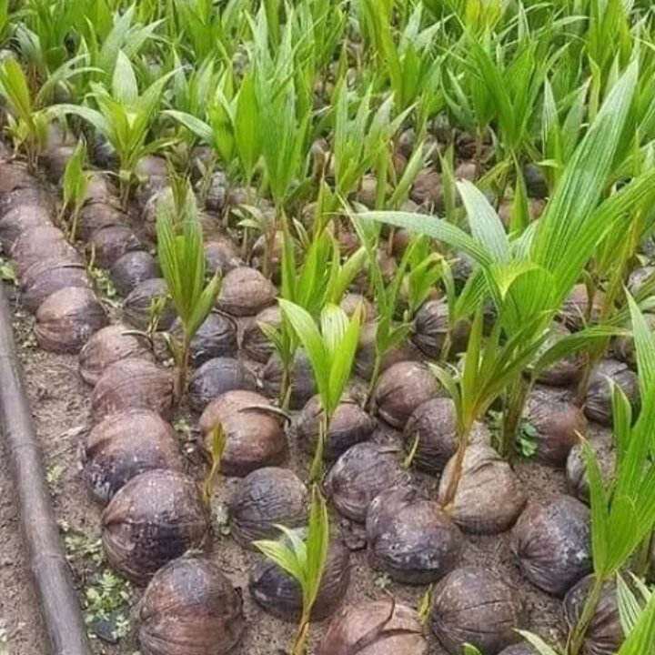 Dừa xiêm giống bến tre cây