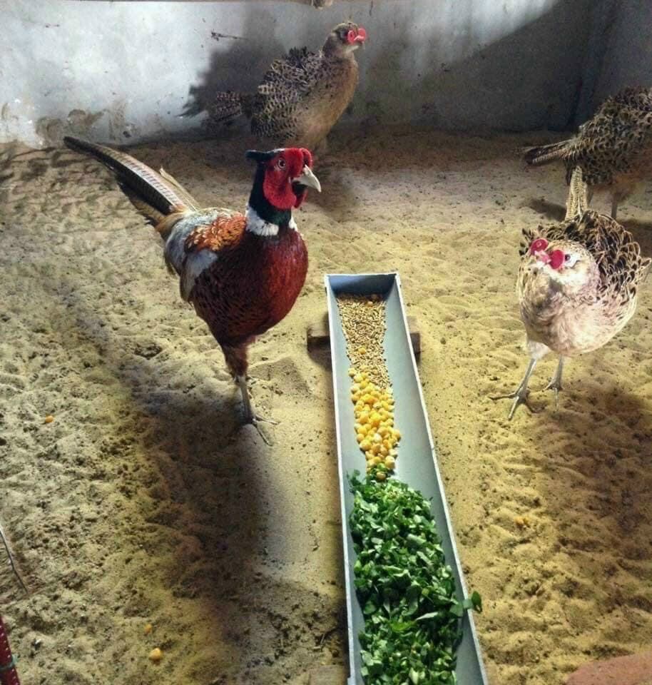 5 quả trứng chim tri đỏ ăn (ăn rất bổ ạ)