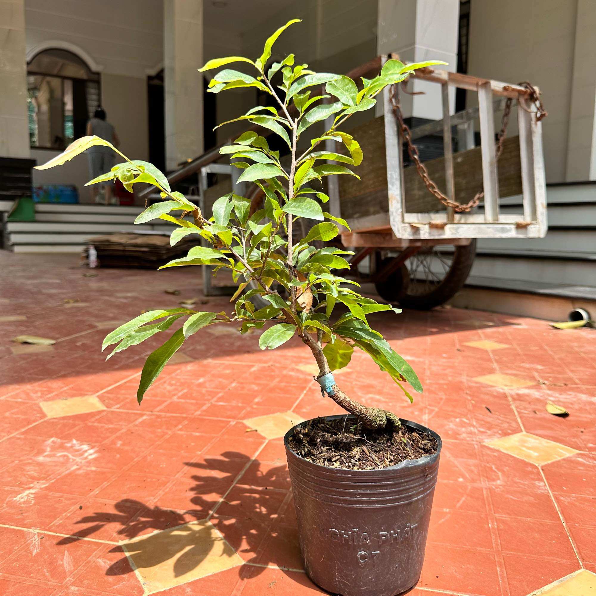 Cây mai cúc cam 36 cánh bonsai - hoa đẹp