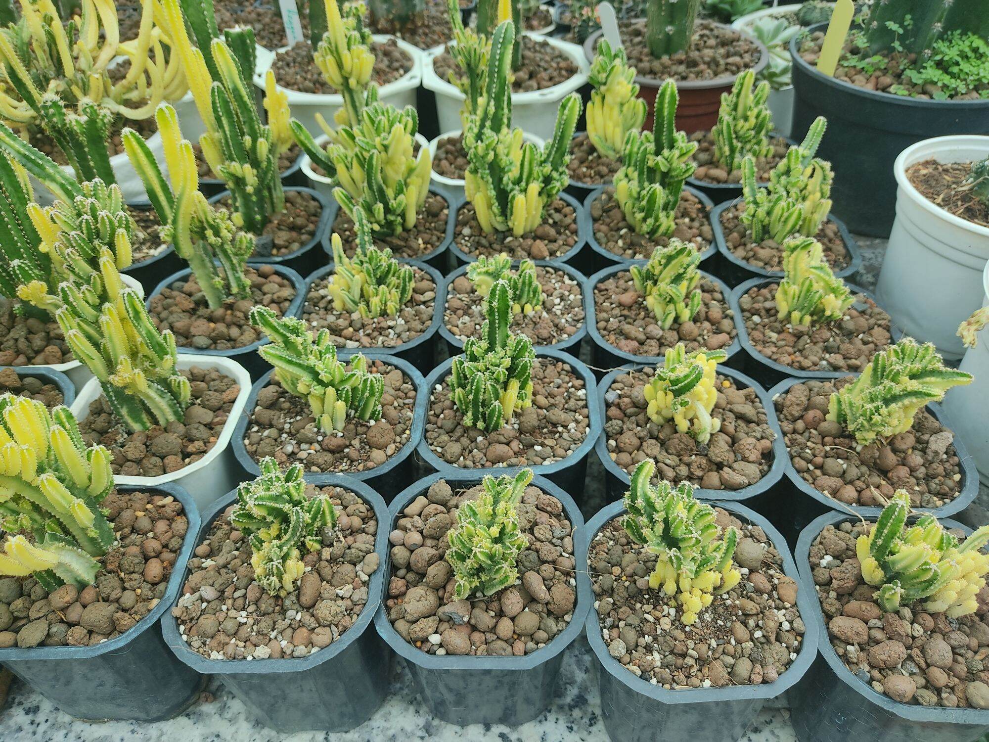 Xương rồng thanh sơn vàng xanh, thanh sơn var