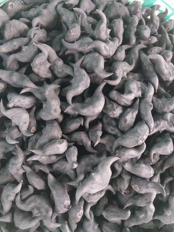 1 kg củ ấu còn sống về khách tự luộc