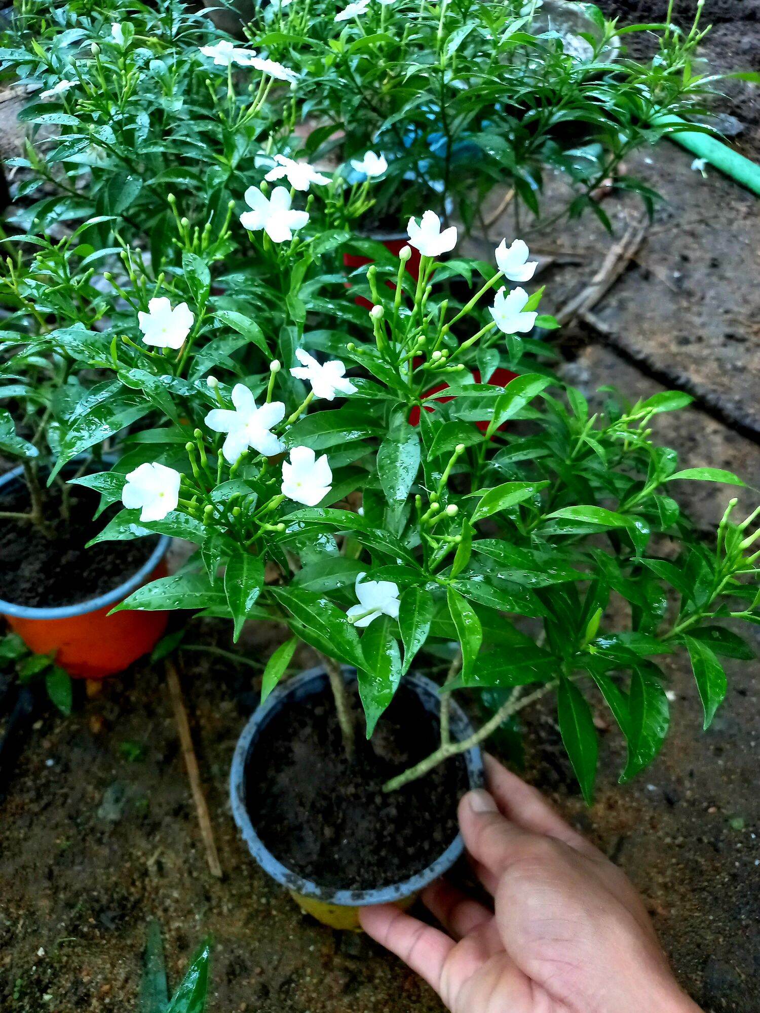 Cây hoa mai vạn phúc .gửi cây bầu đất( hình 2.)