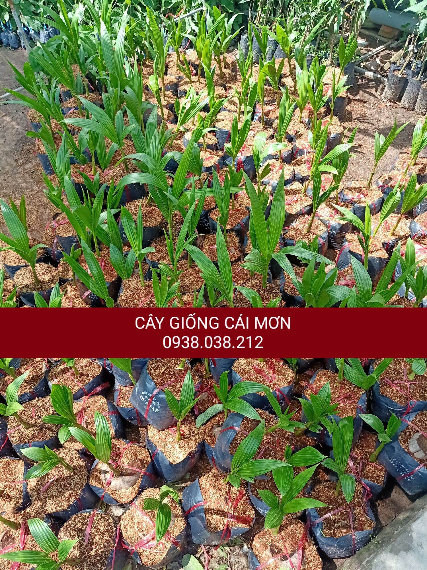 CÂY GIỐNG DỪA SÁP ( BAO CHUẨN GIỐNG )