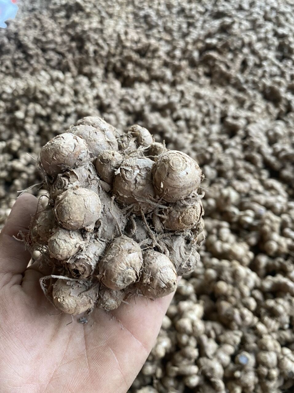 Gửng Đen(ngãi đen) mọc tư nhiên ở rừng lâu năm 500g