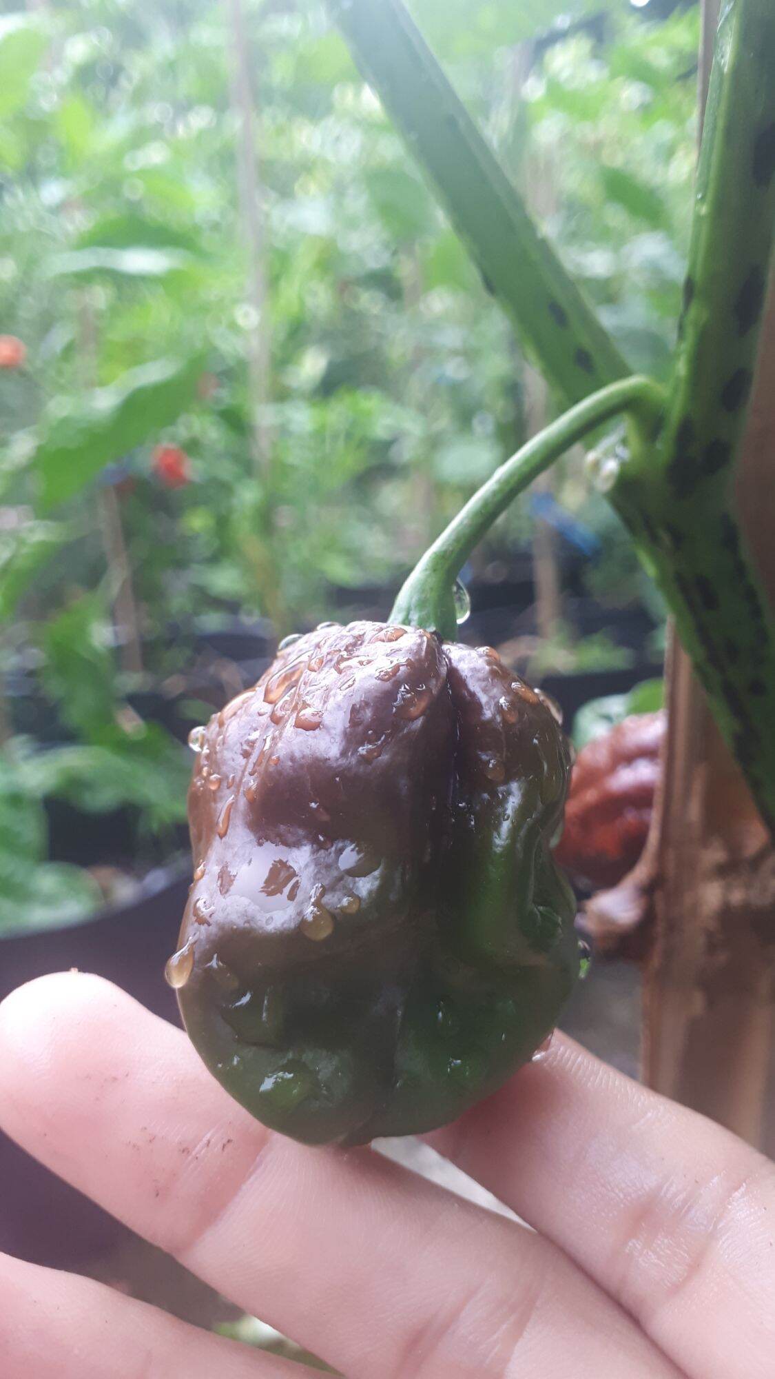 10 HẠT GIỐNG ỚT CAY HABANERO CHOCOLATE