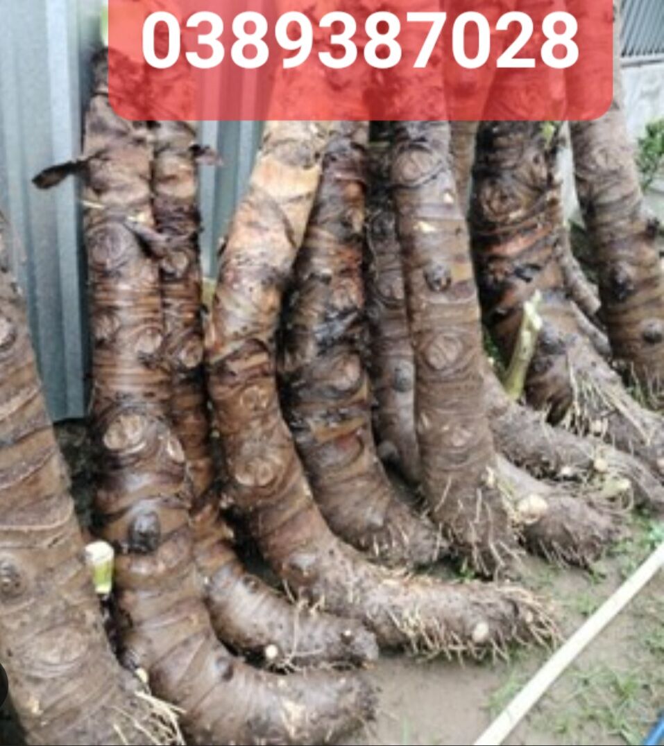 Cây bạc hà núi,5kg