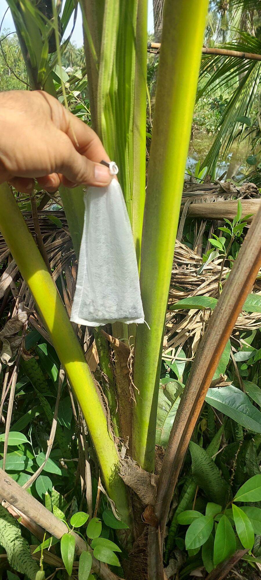 Thuốc trừ đuông dừa, bọ hung Sieugon (1kg tặng kèm 20 túi lọc dùng bỏ thuốc treo)