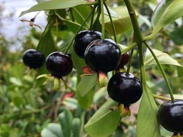 cây giống cherry sắp có hoa