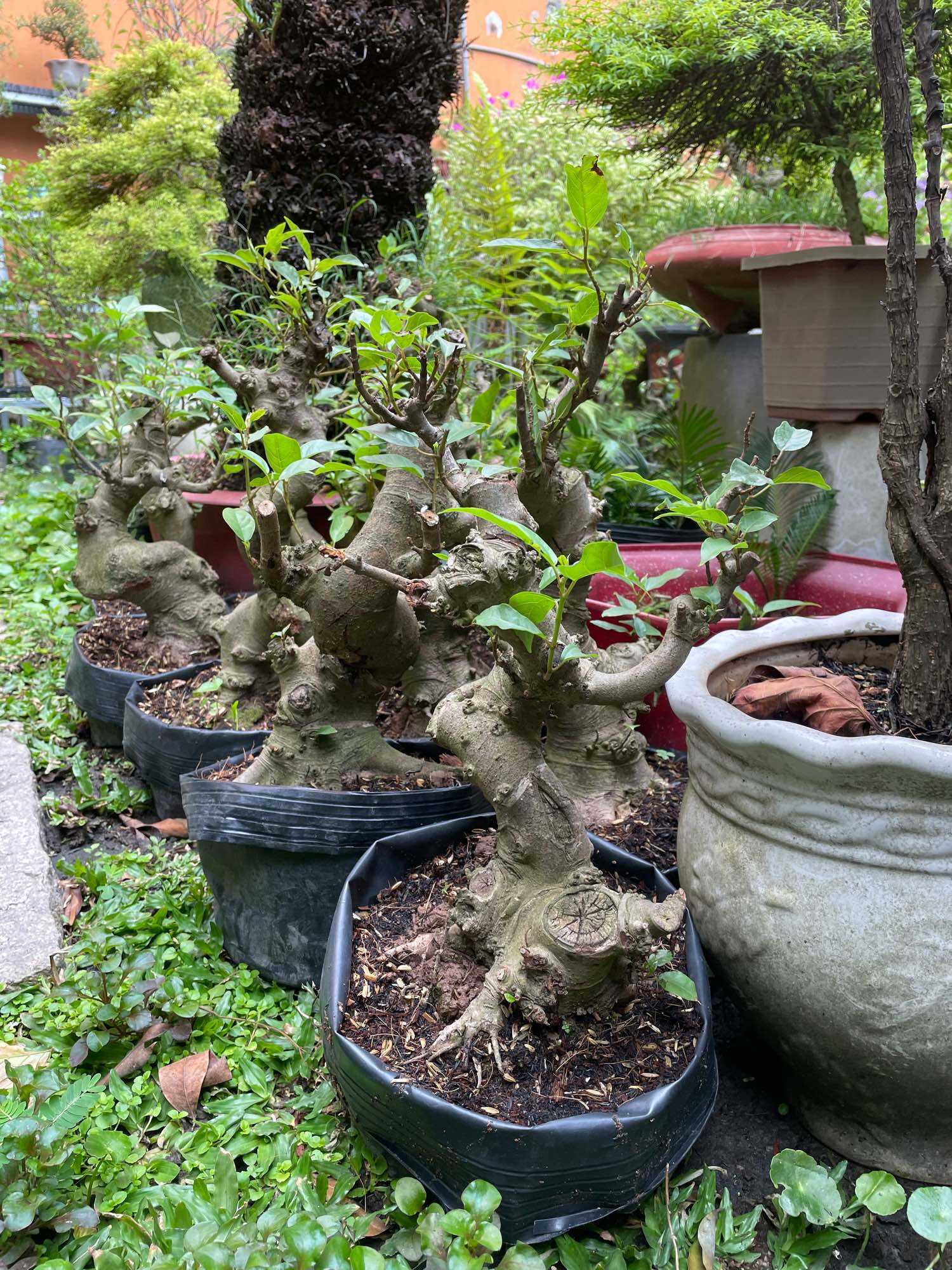 [HCM]Sung mini bonsai
