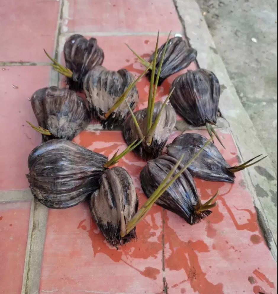 2 cây giống dừa nước