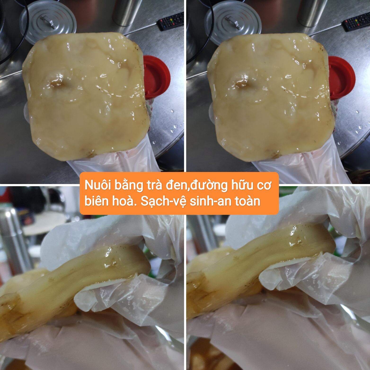 Combo scoby+nước mồi+khăn trùm+giấy hdsd bảo hành giúp làm thành công Kombucha/Juntea
