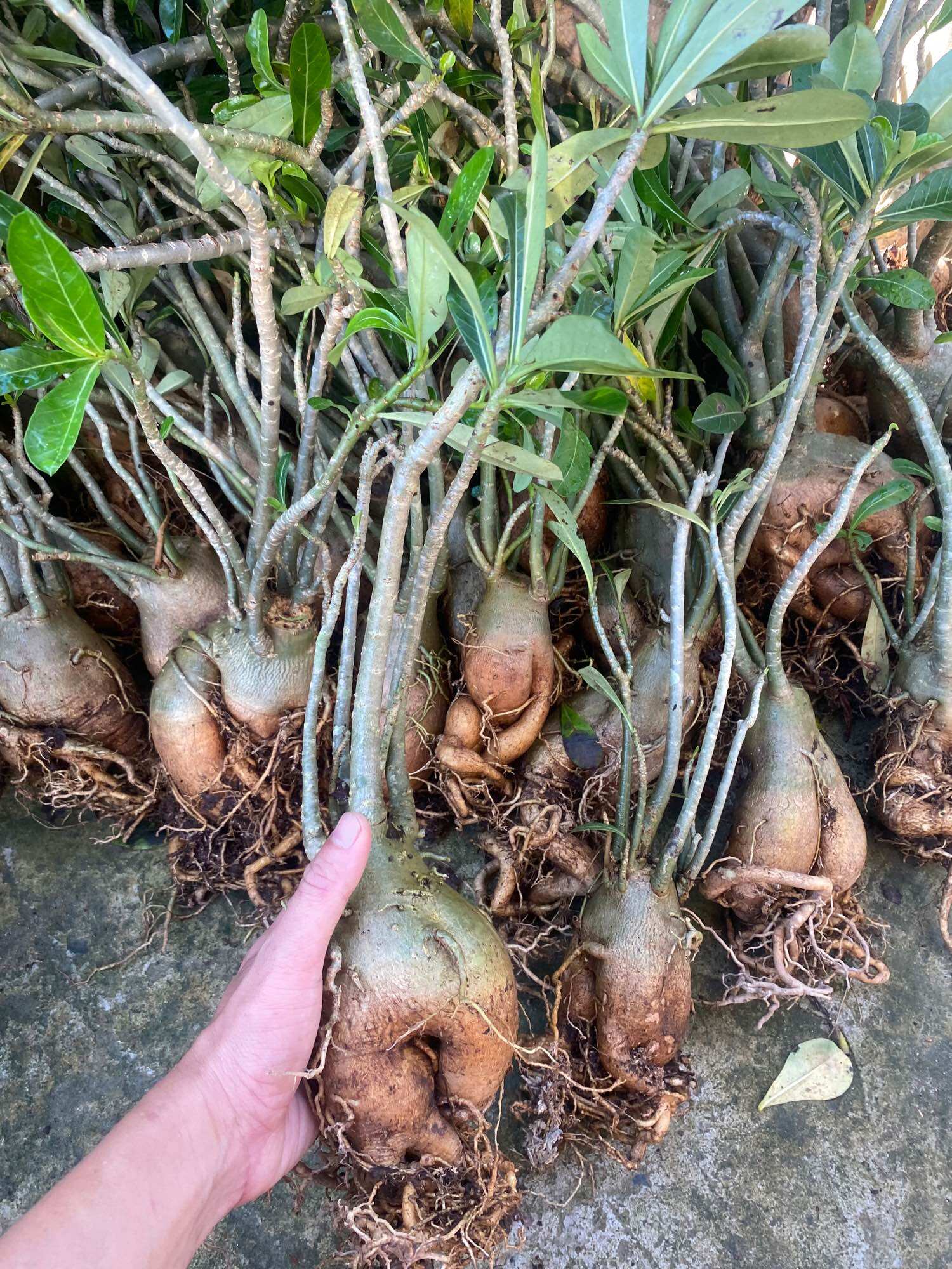 Cây hoa sứ thái màu đỏ
