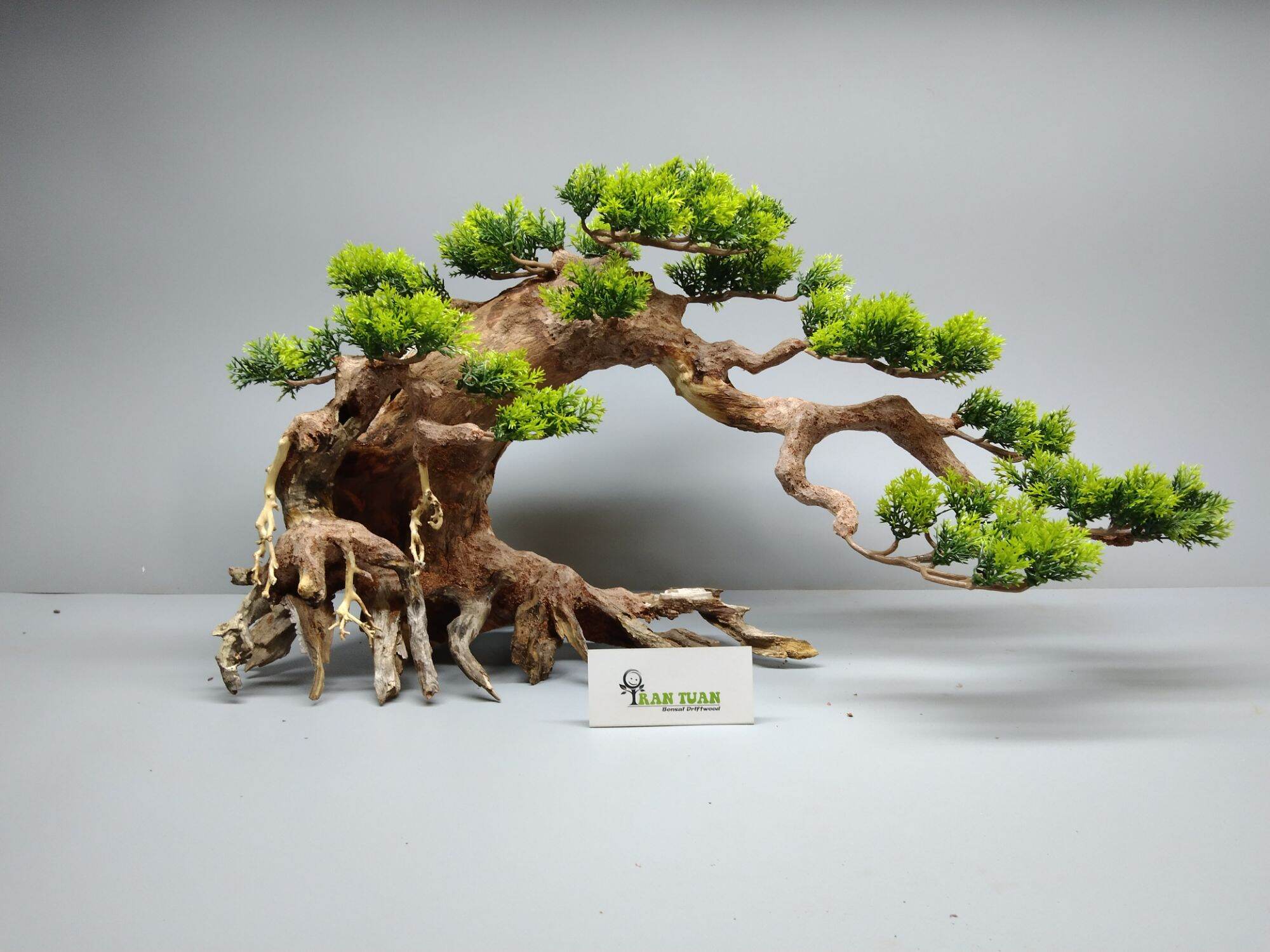 Cây gỗ lũa Bonsai mẫu tử