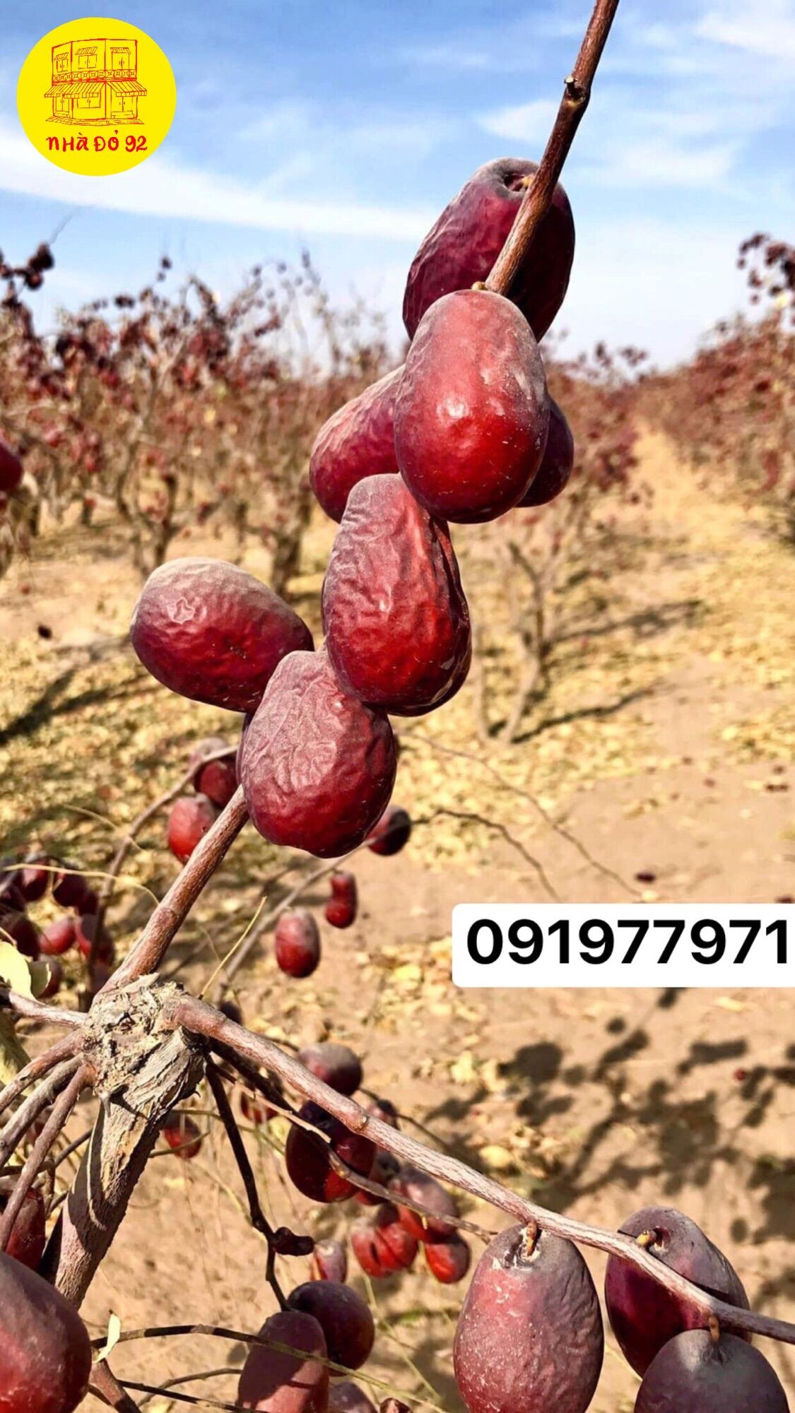 Táo đỏ khô Tân Cương - Táo bụi Nhược Khương & Ngọc táo Hoà Điền