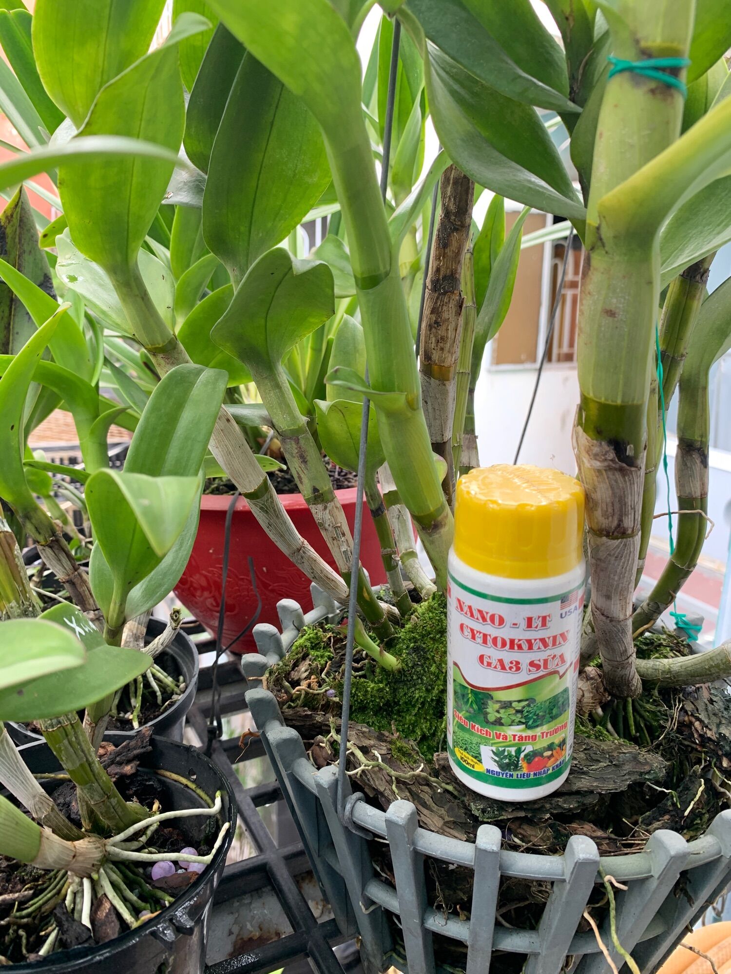 Phân Bón Kích Thích Sinh Trưởng Cytokinin GA3