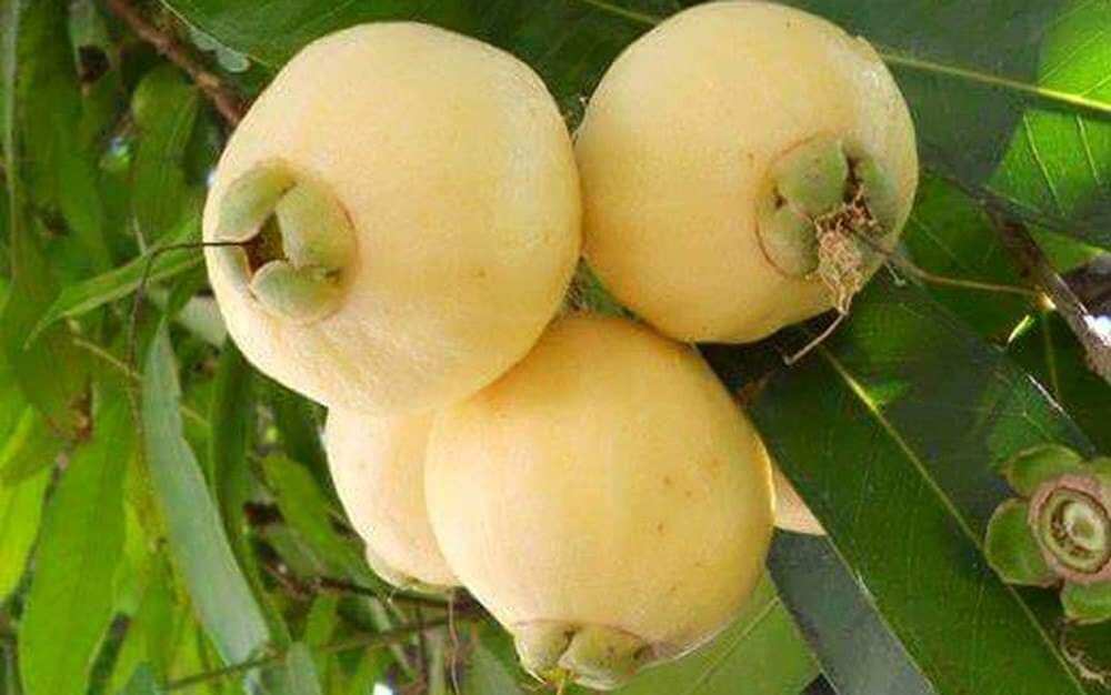 Cây giống mận lý