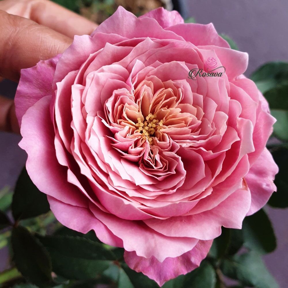 Hoa hồng Miyabi Rose - hồng bụi