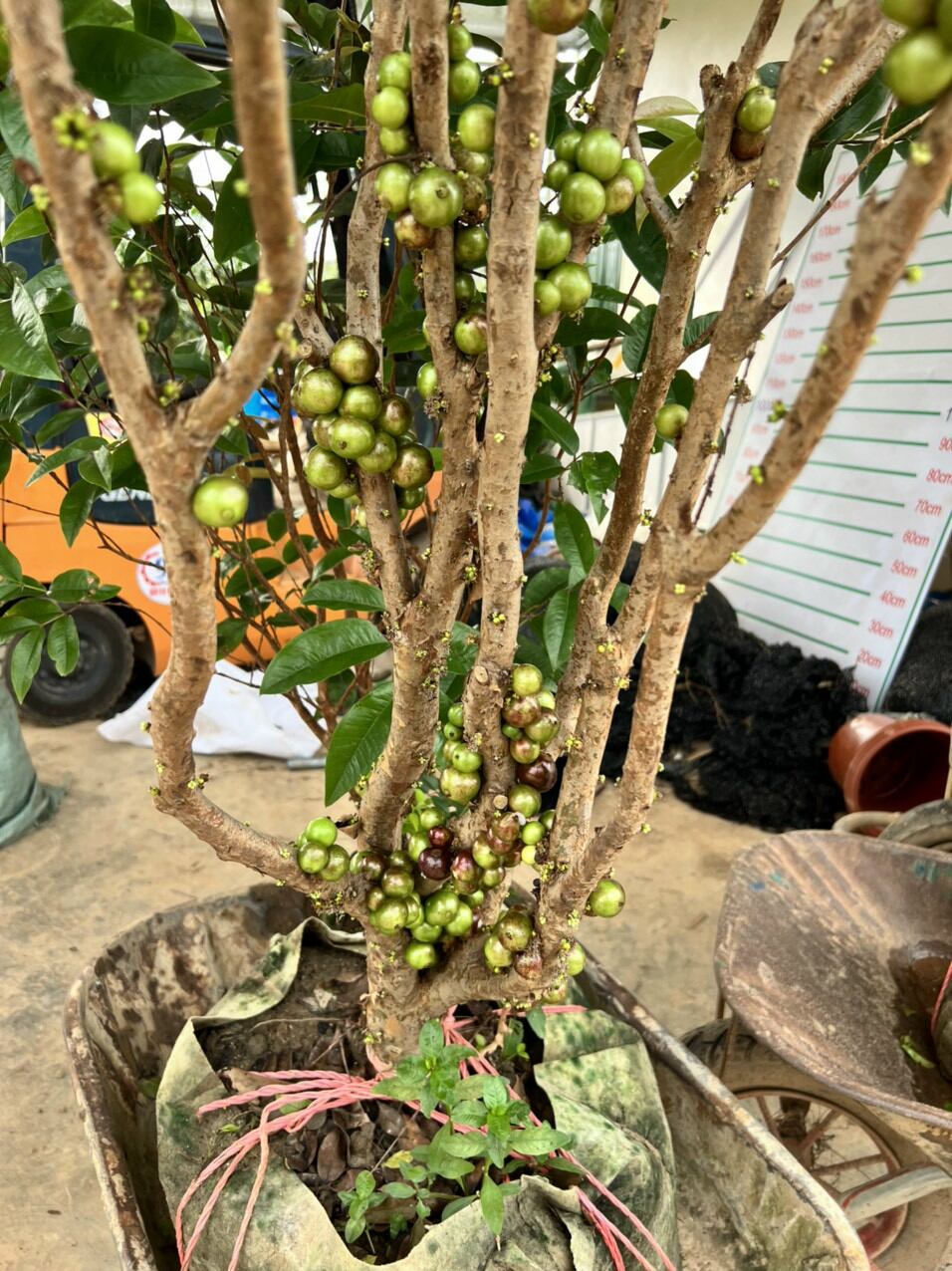 CÂY GIỐNG NHO THÂN GỖ 12 vụ quả đỏ