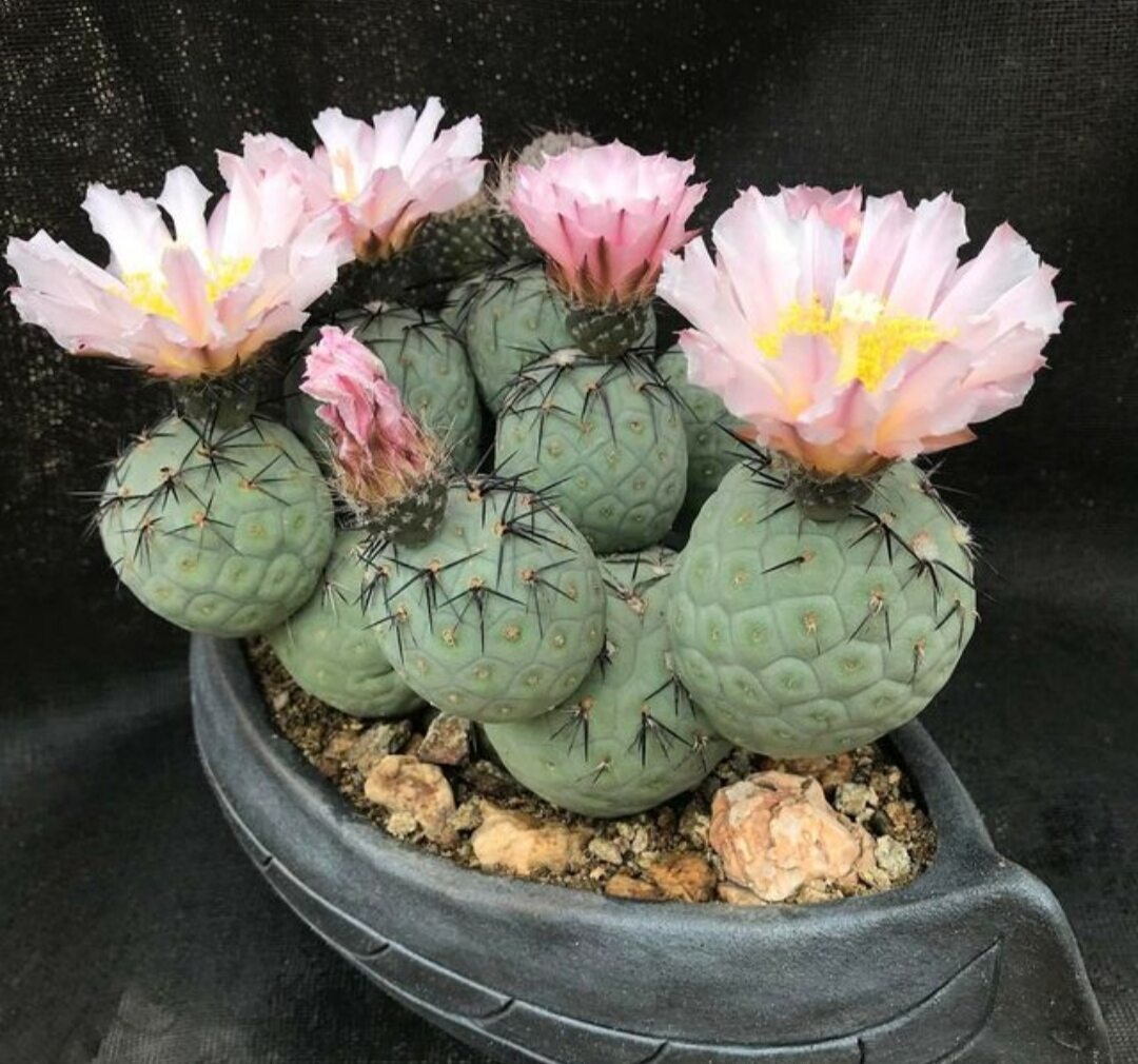 Cây Xương rồng trứng rồng, size 3,5-4cm- Tephrocactus Geometricus